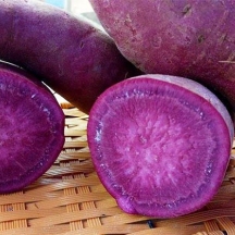 Khoai lang tím giống Nhật